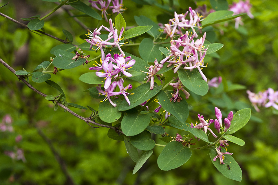 Minnesota Seasons Tartarian honeysuckle