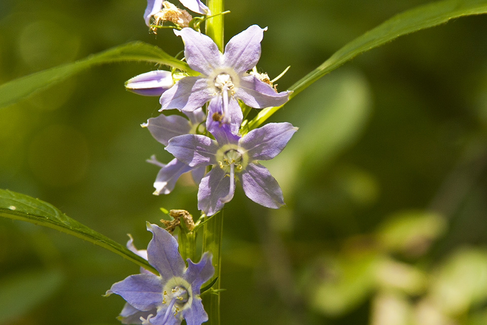 Minnesota Seasons tall bellflower