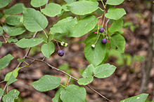 Allegheny serviceberry
