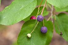 Allegheny serviceberry