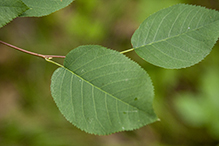Allegheny serviceberry