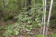 Allegheny serviceberry