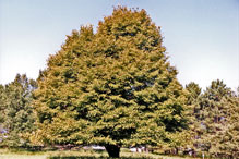 American basswood