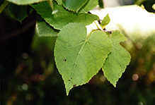 American basswood