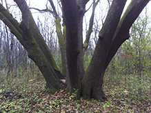 American basswood