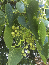 American basswood