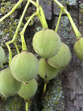 American basswood