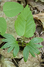 American basswood