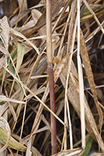 American common reed