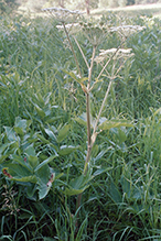 American cow parsnip