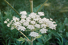 American cow parsnip