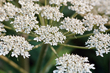 American cow parsnip