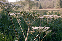 American cow parsnip