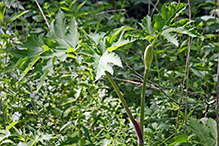 American cow parsnip