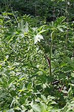 American cow parsnip