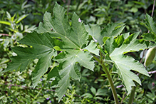 American cow parsnip