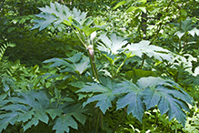 American cow parsnip