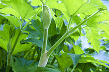 American cow parsnip