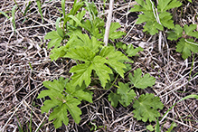 American cow parsnip