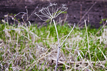 American cow parsnip