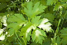 American cow parsnip