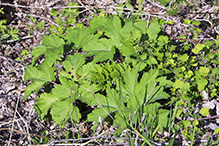 American cow parsnip