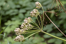 American cow parsnip