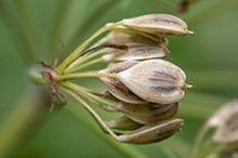 American cow parsnip