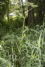 American cow parsnip