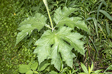 American cow parsnip