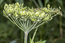 American cow parsnip