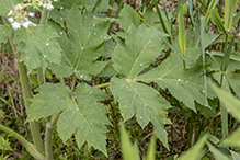 American cow parsnip