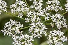 American cow parsnip