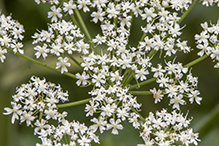 American cow parsnip