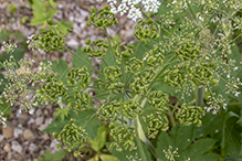 American cow parsnip