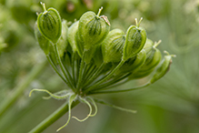 American cow parsnip