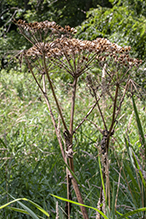 American cow parsnip