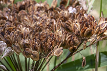 American cow parsnip