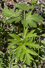 American cow parsnip