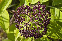 American elderberry