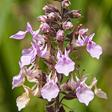 American germander