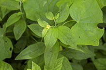 American gromwell