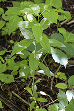 American gromwell