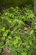 American gromwell