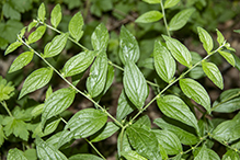 American gromwell