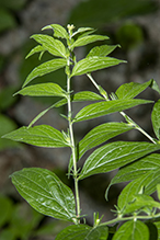 American gromwell