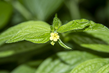 American gromwell