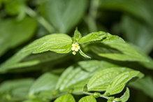 American gromwell