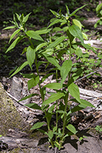 American gromwell