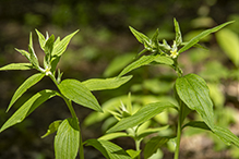 American gromwell